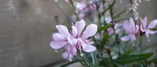 Månadens blomma - Juni 2009 nr 1