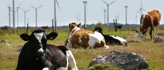 Bioenergins tysta seger