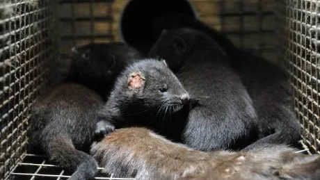 Vem värnar minkens och andra djurs villkor, undrar Lilian Ronander. Foto: Djurrättsalliansen/Scanpix
