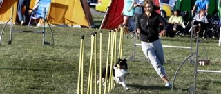 Agility - tävlingsform som glädjer både hund och ägare