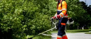 Alliansen har främjat för unga att få jobb?