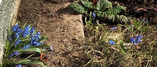 Läsarbilden: Vårtecken i blomrabatten