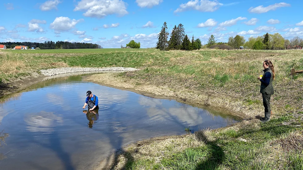 Johan Axner, vattenstrateg, och Cassandra Telldahl Bjelkelöv, vattensamordnare i kommunen, lägger ut sedimentplattor i dammarna i den anlagda våtmarken i Tillinge för kontroller av sedimentlager som bildas i djuphålorna.
