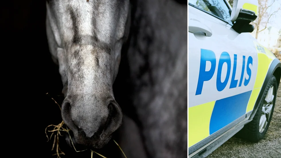 Polisen fick rycka ut för att fånga in hästar på rymmen.