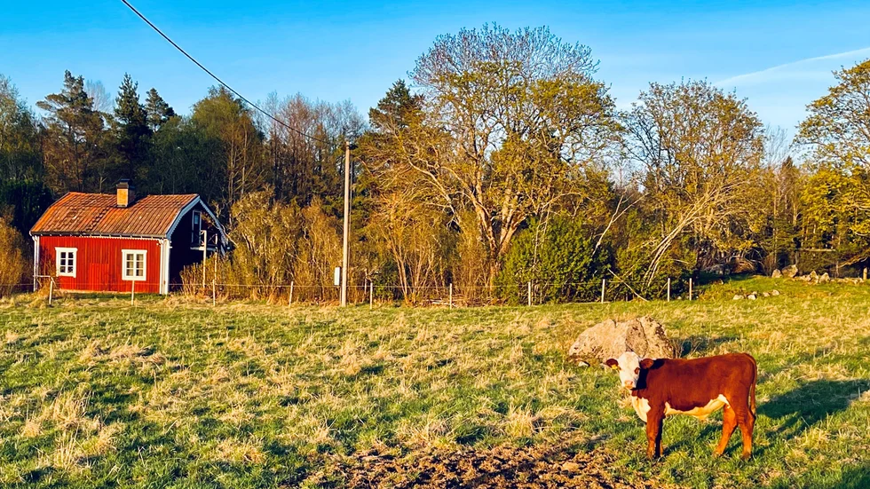 En liten tjur utanför den röda stugan med vita knutar är också en sann bild av Knivsta.