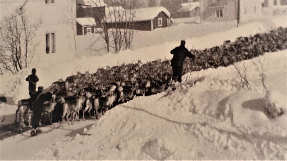 Renrajden går genom Roknäs på 1960-talet, före snöskotrarnas tid. Jag uppmanar oppositionen att läsa in sig på Piteås historia innan de ger sig upp i talarstolen. (Arkivbild)