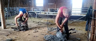 Året med fåren på Åkemåla