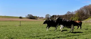 Här släpps korna fria