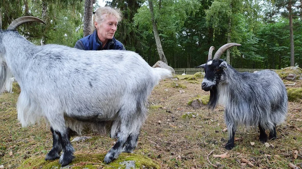 För att få bli hästskötare måste man först hjälpa till att sköta en av gårdens getter.