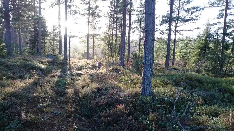 Skogen som råvara är viktig för ekonomin, anser skribenterna.