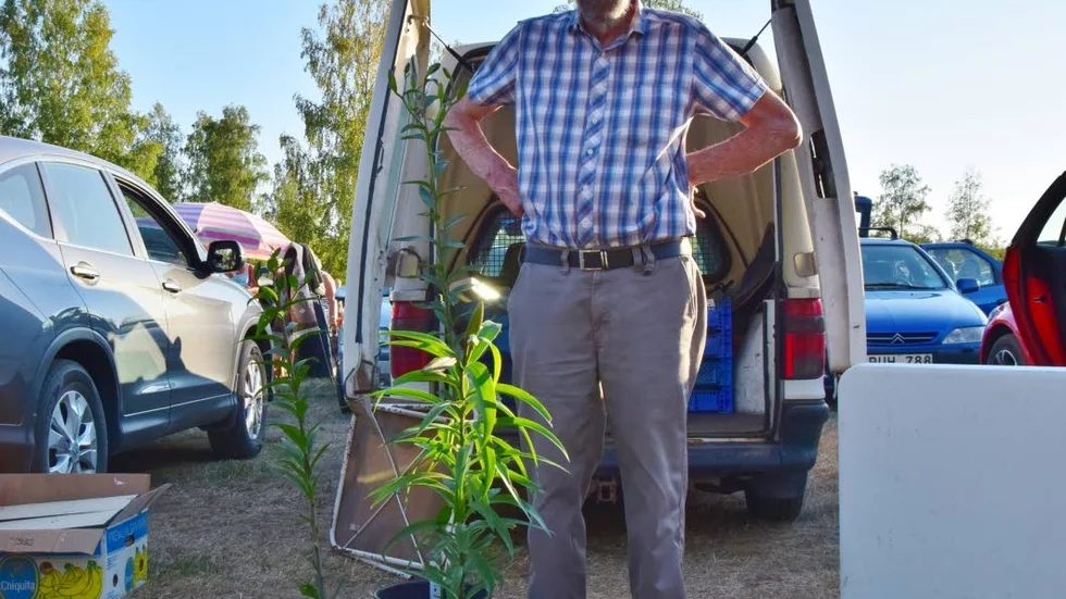Birger Hjälte, Horn är en trogen säljare som varit med under de tolv gångna åren.