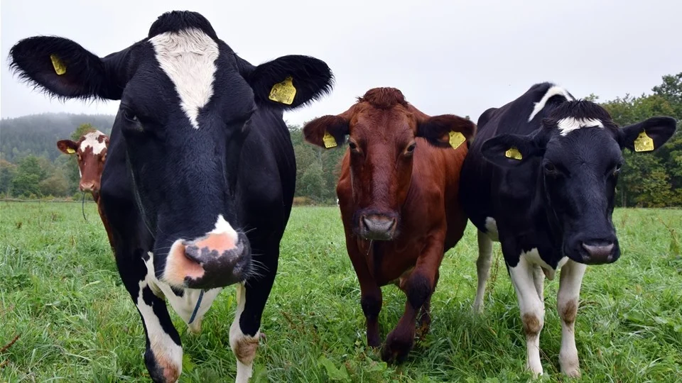 Den 1 mars sänker Arla återigen mjölkpriset för mjölkproducenterna av konventionell mjölk.