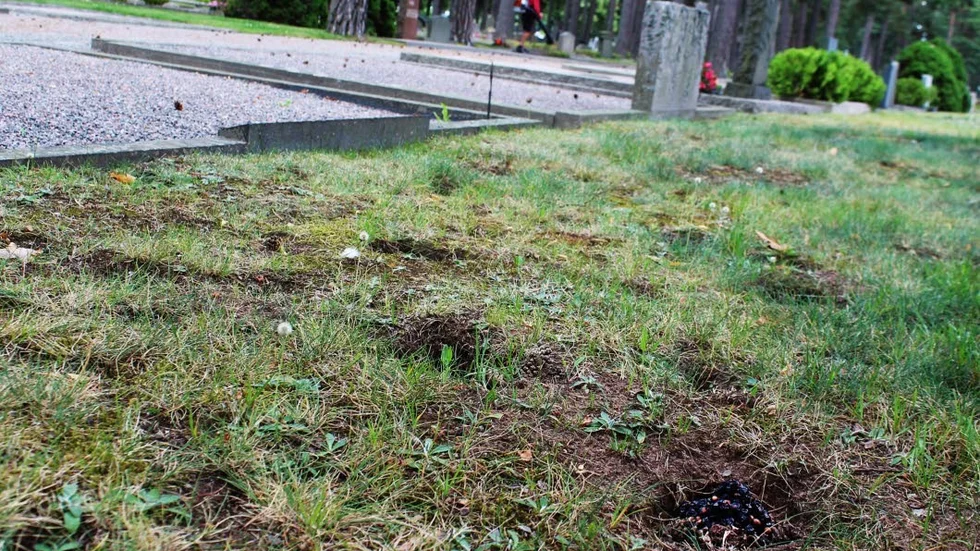 Skador. Grävlingar intar kyrkogården på nätterna.