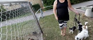Vadstenabor vill ha ny hundrastgård