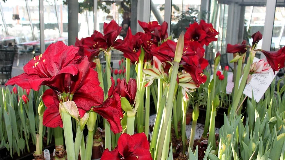Knallröda amaryllis är mångas favorit även den här tiden på året.