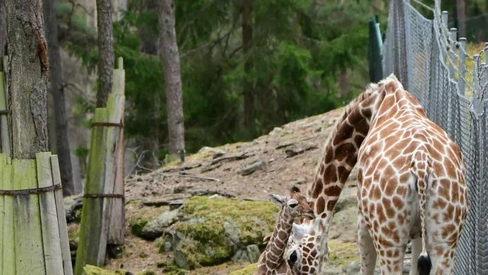 Nykomling. I tisdags fick Kolmårdens djurpark en ny invånare - giraff-flickan Manyara, som här tas omhand av sin mamma Marionette.