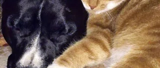 Familjen bedrövad: Katten Charlie sköts med två skott