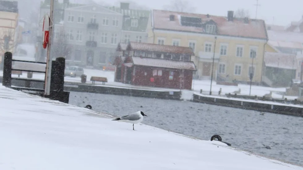 Flygförbud. Många fåglar valde att stanna på marken. De i luften hade svårigheter att manövrera på grund av blåsten.