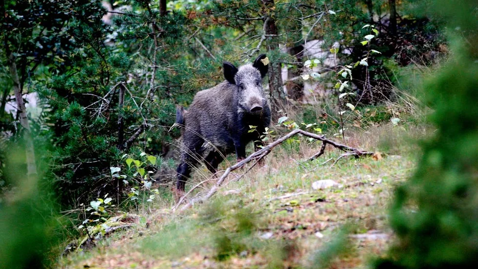 Allt fler hundar skadas av vildsvin.