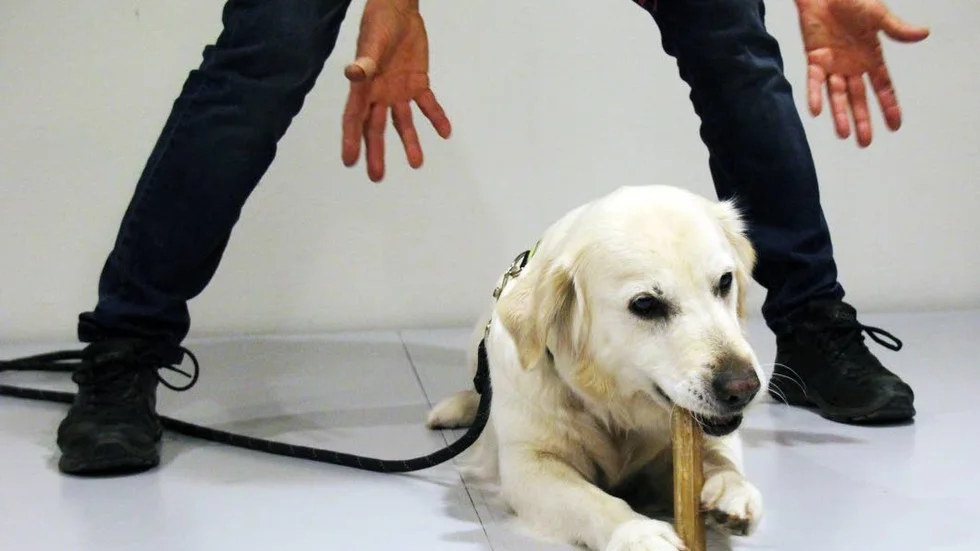 Matsituation. Hundexpert Åsa Ahlbom visar hundens äganderättszoner med goldentiken Emma som assistent.