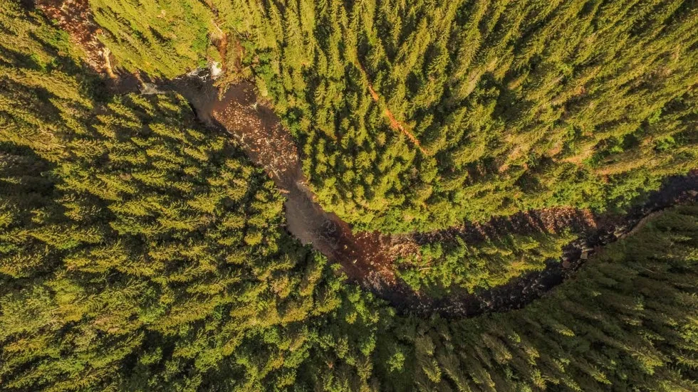 Obrukbart.
Stora mängder skog riskerar att bli obrukbar utan ersättning till skogsägaren.