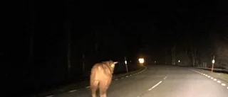 Tjur springer lös på vägen