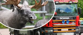 Larm om älg fast i staket