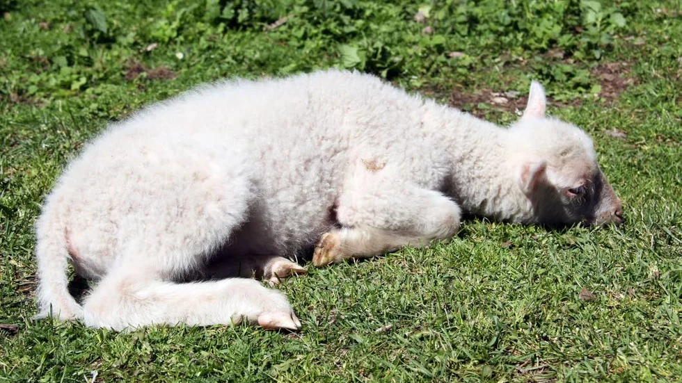 Nyfiken. Lammet fridolf är först fram till besökare på gården. När han inte vilar i gräset.