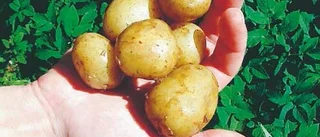 Dags att plocka potatis