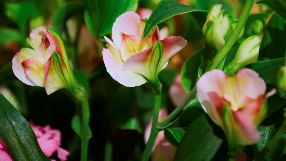 Både Pia och Marie har utbildat sig på Blomsterskolan.