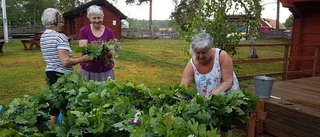 "Men den är svår att dansa på gräs"