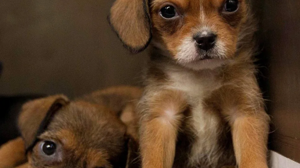 Det är ganska vanligt att människor som skaffar hund inte har kunskap om vad det kostar att ta hand om hunden, enligt Jordbruksverkets rapport. Det kan bland annat leda till att anmälningar om att hundar inte får den veterinärvård de behöver.