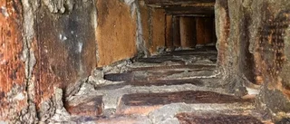 Katten Hellen fast i ventilation – i tolv dagar