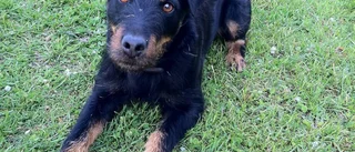 Korv räddade hund ur grävlingsgryt