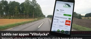 GRAFIK: Så ska du köra i älgtider