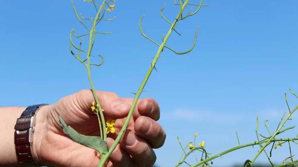 En del knoppar blev aldrig något, rapsbaggar åt pollen i knopparna. De böjda "pinnarna" är fröskidor, där finns rapsfröna.