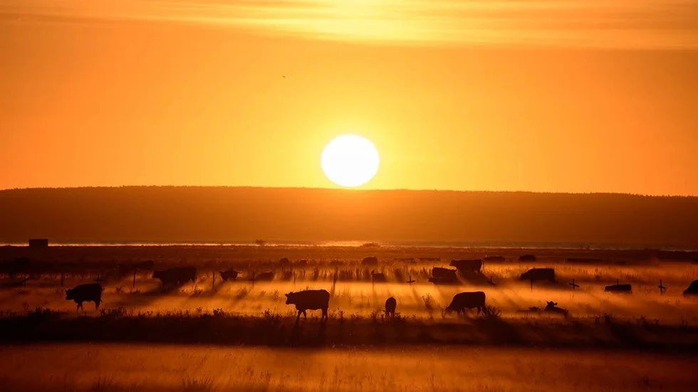 "Tidig morgon över Sättuna kohagar. Klockan var 04:50 och solens ljus belyser dimslöjorna på ängen samtidigt som korna vaknar upp för dagen." 
Vinnaren av Månadens bild augusti på Corren.se. 
Foto: Mikael Järnåsen