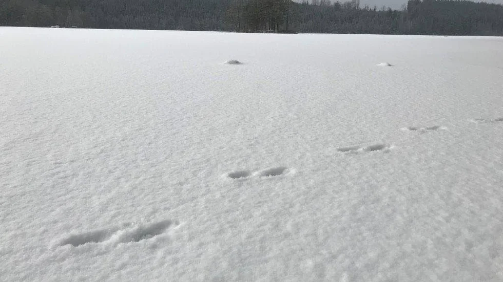 Typiska spår efter utter på sjön Enegrenen.