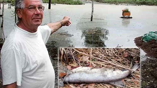 Här brukar Pentti Oksman fiska. i Lillesjö utanför Mörlunda. Nu är det slut med det för ett bra tag framöver. Fisken dör av syrebrist. På strandkanten ligger fisken och ruttnar (lilla bilden).