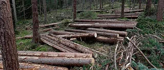 Varm höst svår för skogsföretagen
