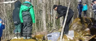 Här släpps tre huggormar i det fria