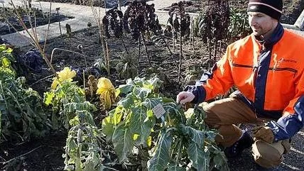 Enligt trädgårdsmästaren Tomas Zicha knoppar många av Botaniska trädgårdens växter ungefär tre veckor tidigare än normalt i år. Busken tibast, hasseln och snödropparna är några av dessa.