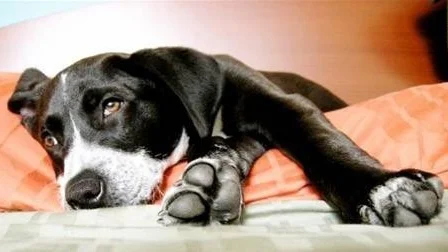Men hjälp av en egen filt kan det vara lättare för hunden att slappna av i olika miljöer.