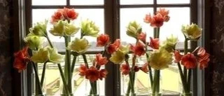 Amaryllis - en strålande stjärna till jul