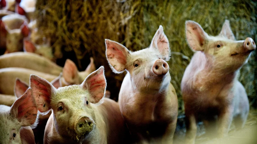 Får man som veterinärstudent kritisera koldioxidbedövning av grisar? Svar: Ja.