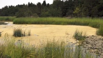 Högklyksviken på Gräsö på onsdagen.