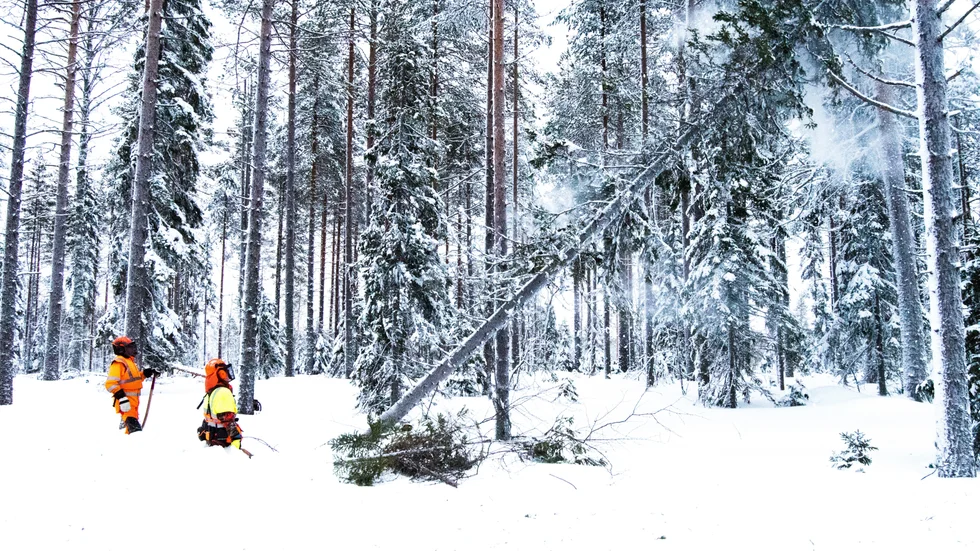 Trädet som Josefin Skott Thudin har fällt faller åt exakt rätt håll.