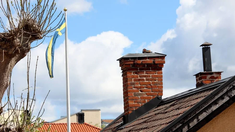 Högt upp på skorstenen verkar mandrinänderna planera att häcka. Troligen har de inte hittat någon ledig plats vid ån.