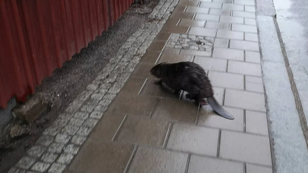 Den här bävern sågs Bäverns gränd i centrala Uppsala. Eftersom bävrar lever i flock är det här troligtvis en ung bäver som letar nytt revir och i samband med detta kommit på villovägar mellan två vattendrag.