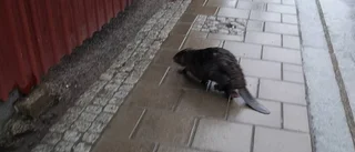 Mötte bäver på Bäverns gränd
